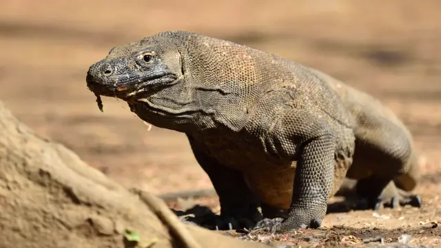 Komodo
